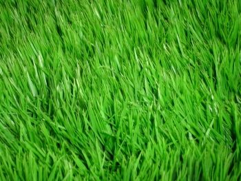Green_Green_Grass.jpg