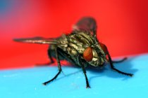 Get-rid-of-flies.jpg