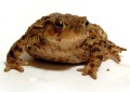 Frogs in the garden and how to get rid of them