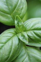 a tip for your herb garden - prune your basil tree