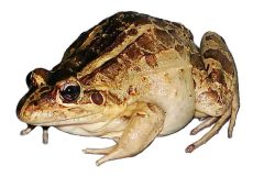 Getting rid of frogs by kicking them out of their home