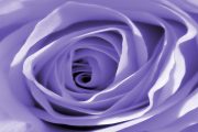 Purple Rose - Looking after your roses in March