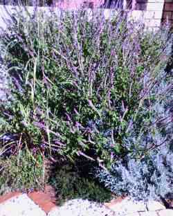 My Basil bush in my herb garden