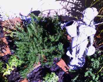A picture of the Rosemary in my herb garden