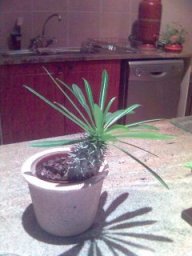 IndoorPotPlants.jpg