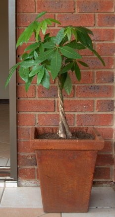 Pachira Aquatica - The Money Tree Plant
