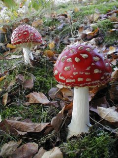 Toad_Stool.jpg