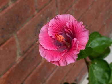 Wind_Chimes_Flower_1.jpg