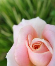 Caring for your roses in February