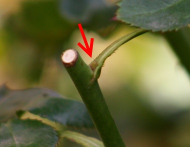 Where to cut roses to help them grow bushy and flower more